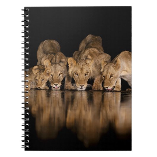Carnet Fierté de lions buvant au point d'eau la nuit (Devant)