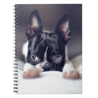 Carnet Fina Boston Terrier