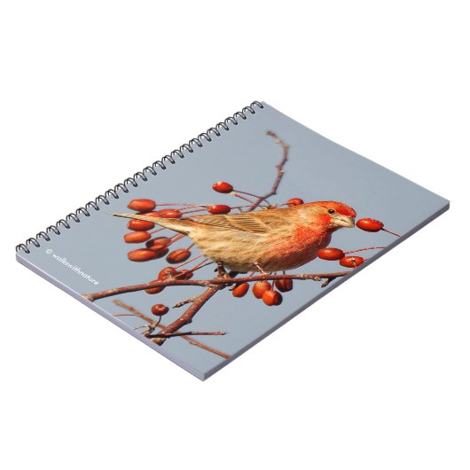Carnet Finch maison avec Berries Hawthorn (Côté gauche)