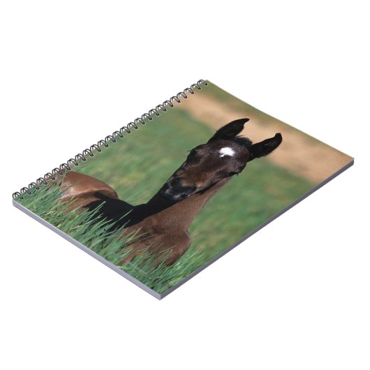 Carnet Fixation arabe de poulain (Côté gauche)