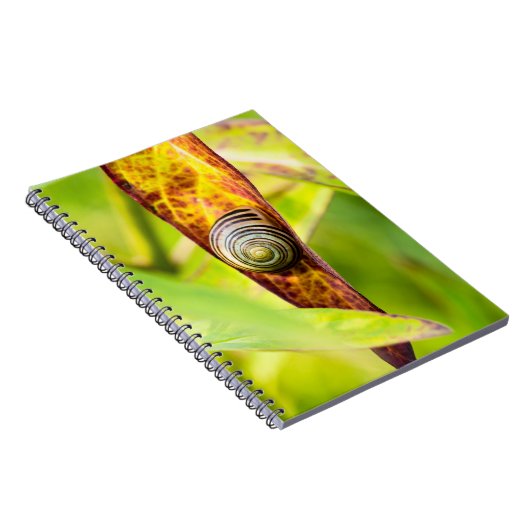 Carnet fixation calme (Côté Droit)