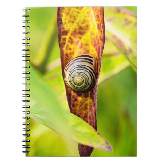 Carnet fixation calme (Devant)