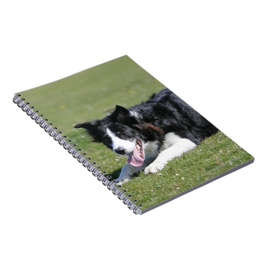 Carnet Fixation de border collie (Côté Droit)