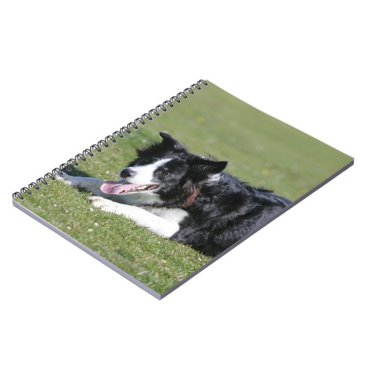 Carnet Fixation de border collie (Côté gauche)