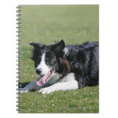 Carnet Fixation de border collie (Devant)