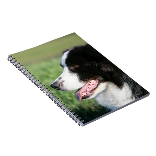 Carnet Fixation de chiot de border collie (Côté Droit)