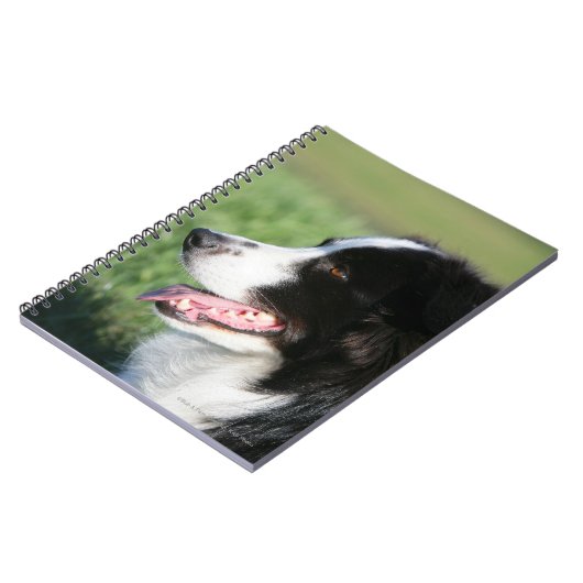 Carnet Fixation de chiot de border collie (Côté gauche)