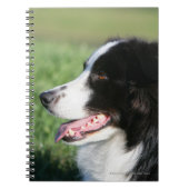 Carnet Fixation de chiot de border collie (Devant)