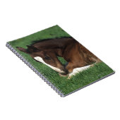 Carnet Fixation de poulain de Warmblood (Côté Droit)