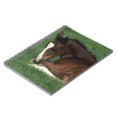 Carnet Fixation de poulain de Warmblood (Côté gauche)