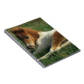 Carnet Fixation miniature de poulain (Côté Droit)