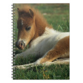 Carnet Fixation miniature de poulain (Devant)