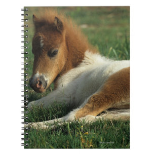 Carnet Fixation miniature de poulain