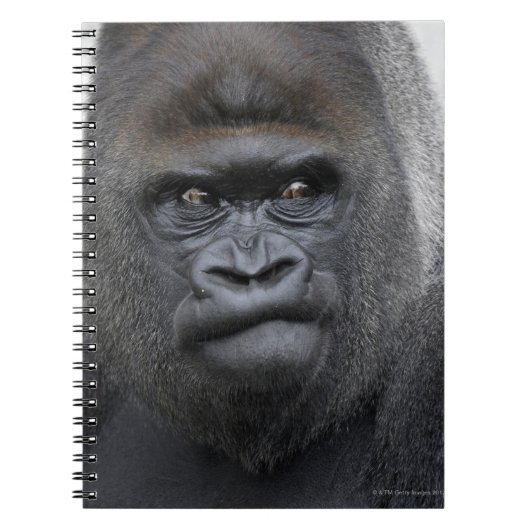 Carnet Flachlandgorilla, Gorilla gorilla, (Devant)