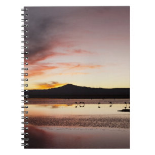 Carnet Flamant du Chili