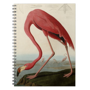 Carnet Flamant rose américain
