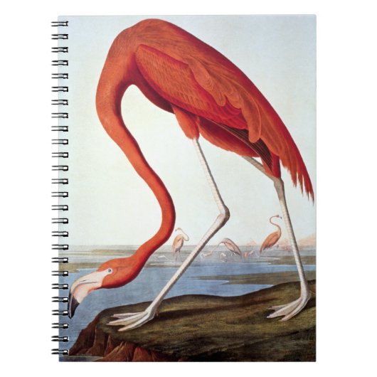 Carnet Flamant rose américain (Devant)