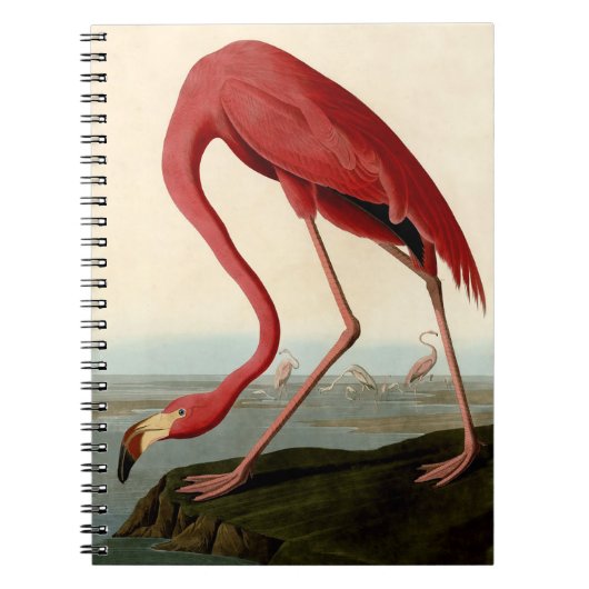 Carnet Flamant rose américain d'Audubon (Devant)