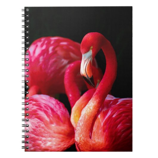 Carnet Flamant rose moderne Tropical Rose (Devant)