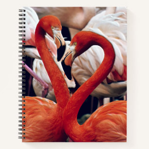 Carnet Flamant rose rose dans la nature