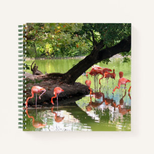 Carnet Flamant rose rose - photo de la faune