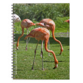Carnet Flamants roses (Devant)