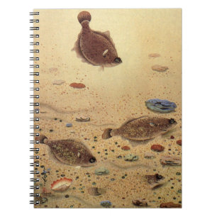 Carnet Flets ou poissons plats, vie marine océanique vint