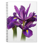 Carnet Fleur à sensation violette Iris Hollandaise superb (Devant)