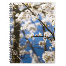 Fleur blanche fond de ciel bleu