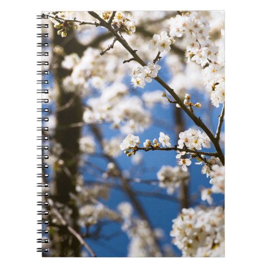 Carnet Fleur blanche fond de ciel bleu (Devant)