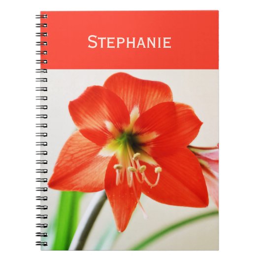 Carnet Fleur d'Amaryllis rouge (Devant)