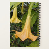 Carnet Fleur de Brugmansia jaune florale (Verso)