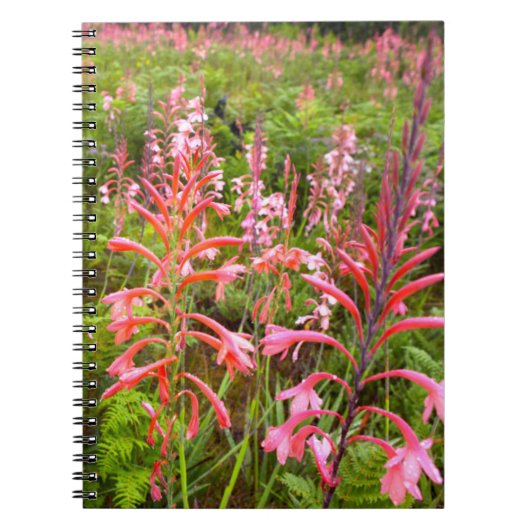 Carnet Fleur de Bugle Lily (Watsonia), Cap-Oriental (Devant)