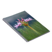 Carnet Fleur de candélabre (Brunsvigia Radulosa), Umgeni (Côté Droit)