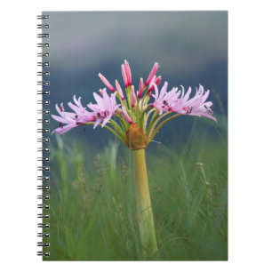 Carnet Fleur de Candelabre (Brunsvigia Radulosa), Umgeni