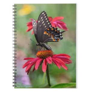 Carnet Fleur de cône noire orientale