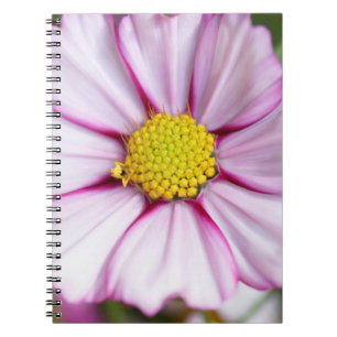 Carnet Fleur de Cosmos (bidens formosa)