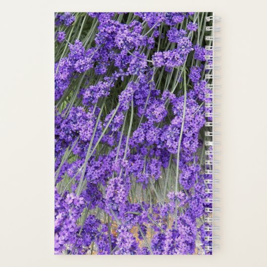 Carnet Fleur de lavande Herbe (Verso)