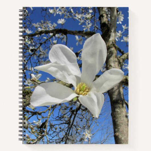 Carnet Fleur de Magnolia blanche dans l'arbre. (Devant)