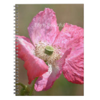 Fleur de pavot d'Islande rose (ma photographie)