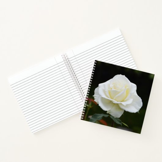 Carnet Fleur de rose blanche (Intérieur)