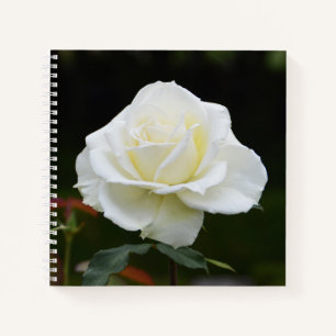 Carnet Fleur de rose blanche