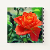 Carnet Fleur de rose de la nature-46458 (Dos)