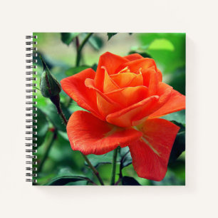 Carnet Fleur de rose de la nature-46458