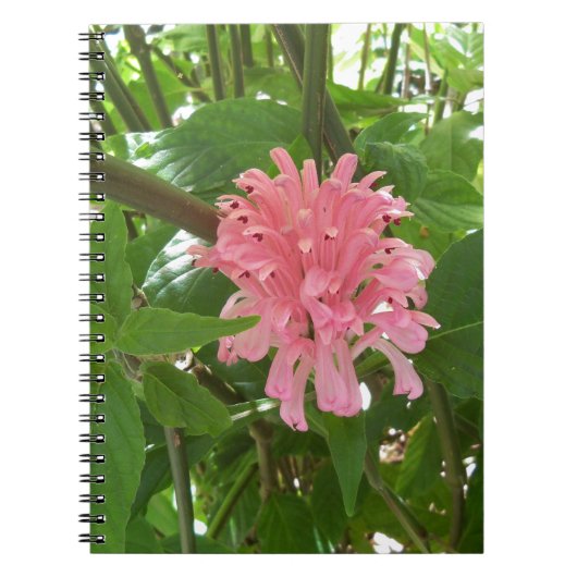 Carnet fleur en panache brésilienne (Devant)