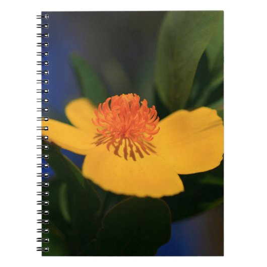 Carnet Fleur orange (Devant)
