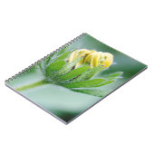 Carnet Fleur ouverte de la fleur de cone (Côté gauche)