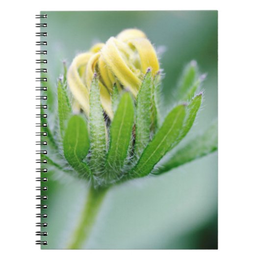 Carnet Fleur ouverte de la fleur de cone (Devant)