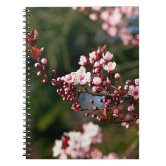 Carnet Fleur rose dans la lumière chaude de l'été