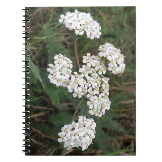 Carnet Fleur sauvage blanc (Devant)